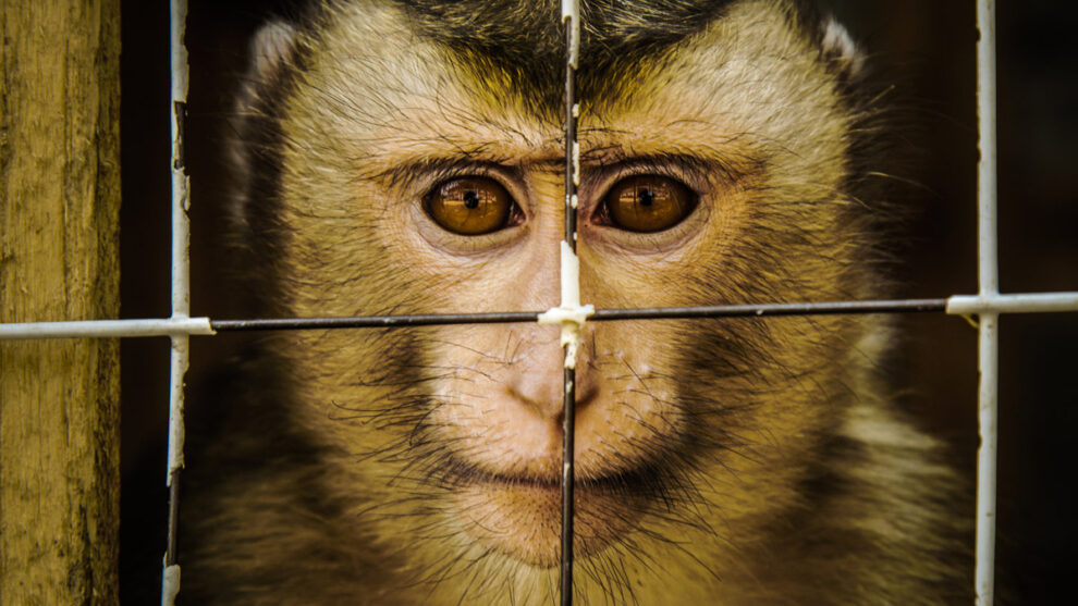 Affe hinter Gittern