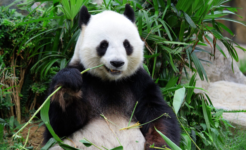 Pluripotent stem cells from giant pandas created