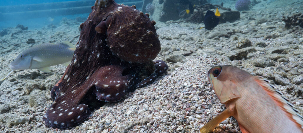 Oktopus und Fische