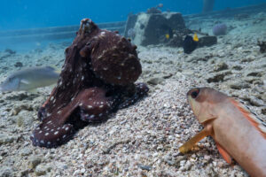 Oktopus und Fische