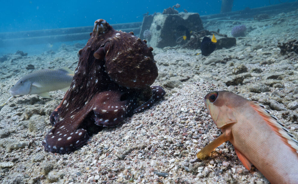 Oktopus und Fische