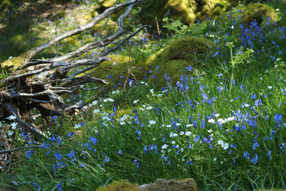 Waldkräuter