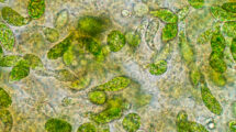 Phytoplankton