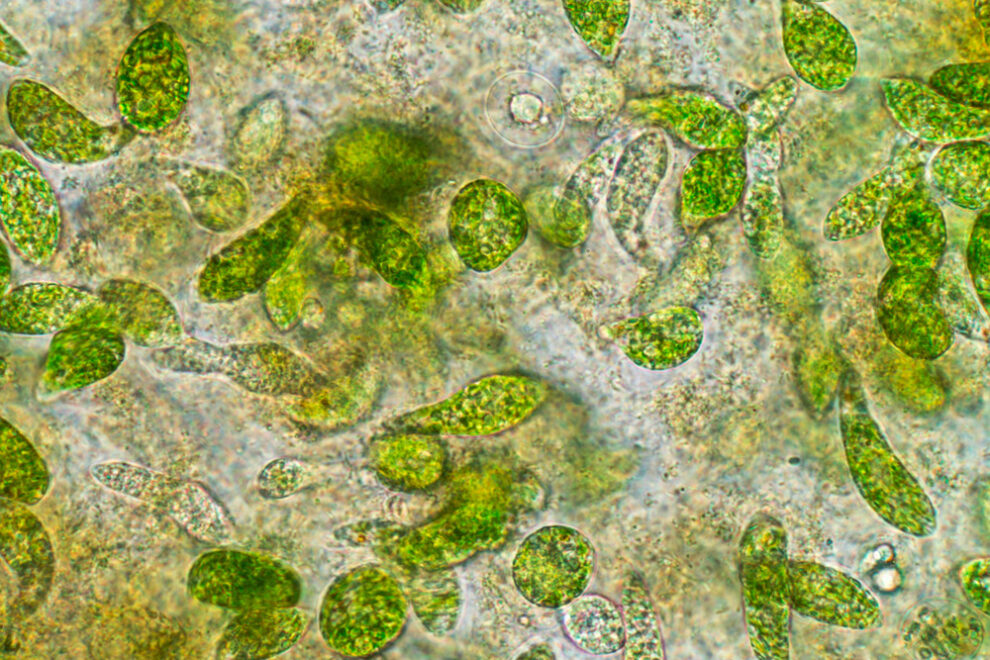 Phytoplankton