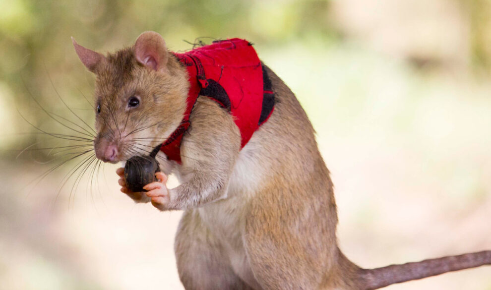 Riesenhamsterratte mit Weste