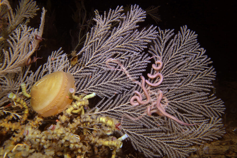 New bacteria found in deep-sea corals