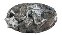 Fossil