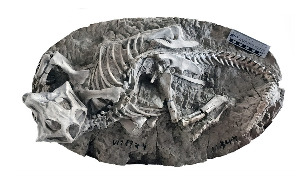 Fossil