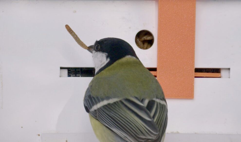 Migrant titmice learn from their neighbors