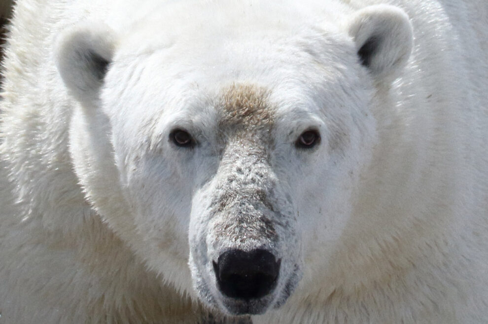 Polar bears are threatened with starvation in summer