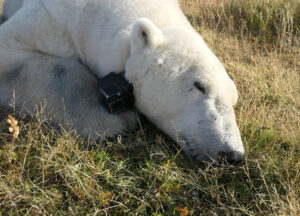 Sleeping polar bear on land with video camera collar