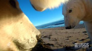 Polar bears captured by a conspecific collar camera