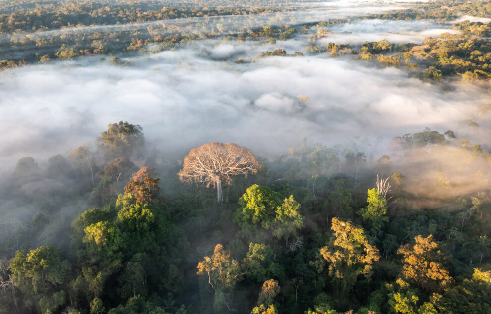 Drone shot of the Amazon forest in Peru
