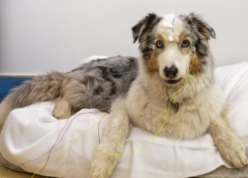 Hund mit EEG-Elektroden am Kopf