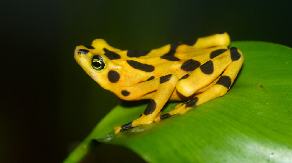 panamaischer Goldfrosch