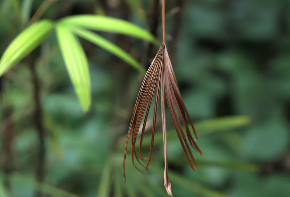 Ausgetrockneter Palmwedel der Bambuspalme Rhapis excelsa