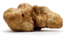 Knolle eines weißen Piemont-Trüffels (Tuber magnatum)