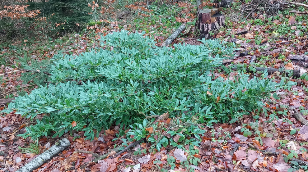 Kirschlorbeer-Strauch in einem Waldgebiet