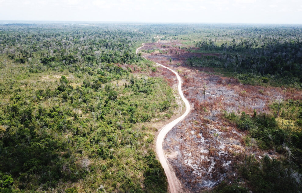 Zerstörte und geschädigte Waldflächen