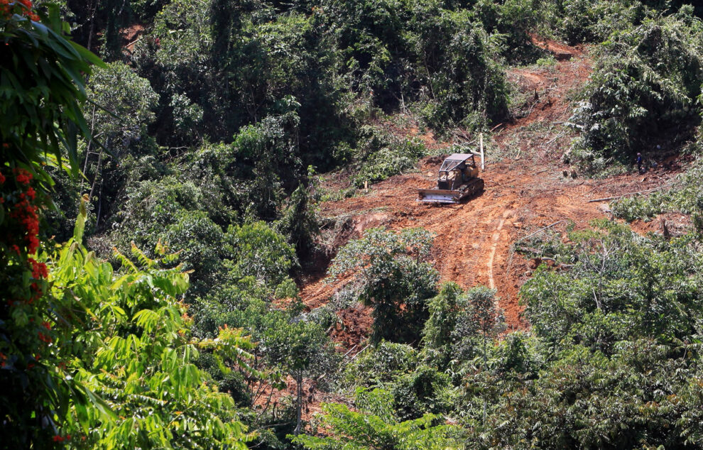 Biodiversity thrives despite deforestation