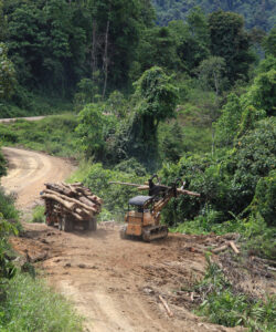 Deforestation of the rainforest in Sabah, Malaysia