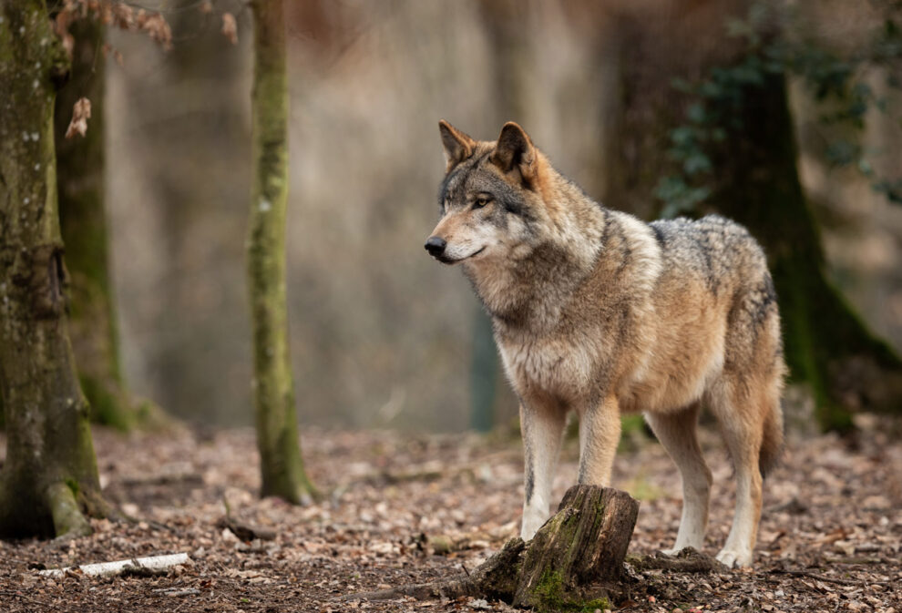 Wolf im Wald