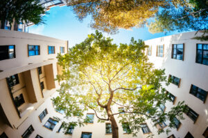 Baum in einem Hof eines Mehrfamilienhauses