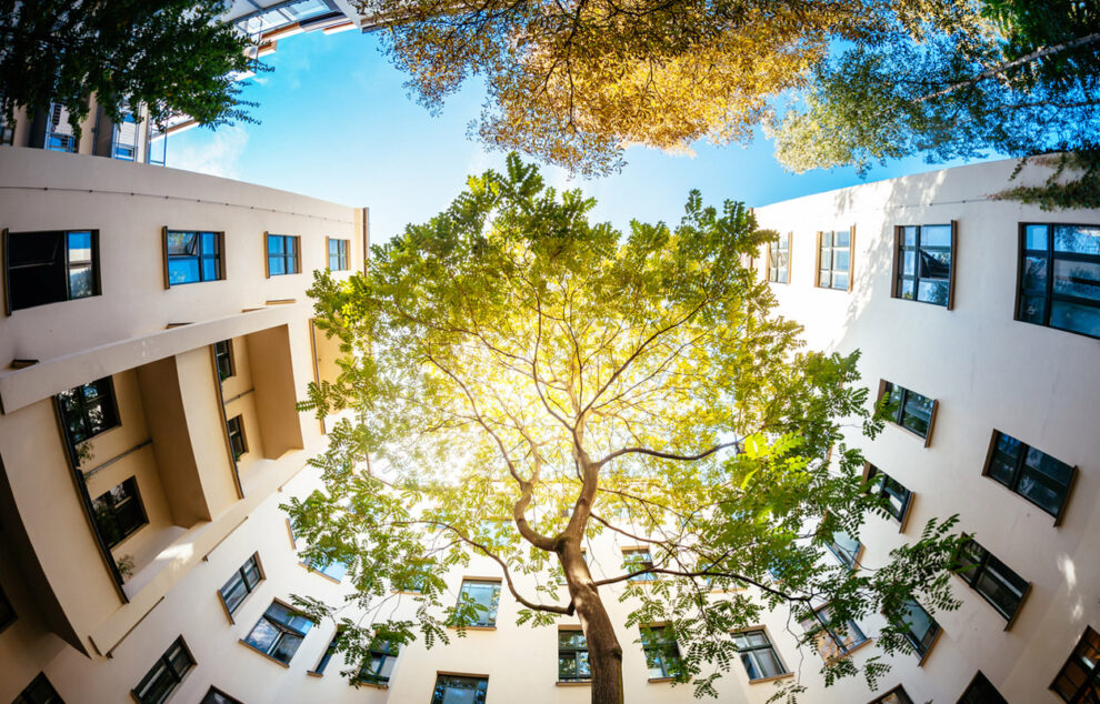 Baum in einem Hof eines Mehrfamilienhauses