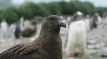 Vögel in der Antarktis