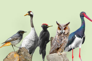 Collage der fünf Vogelarten, die zur Wahl zum „Vogel des Jahres“ 2025 stehen