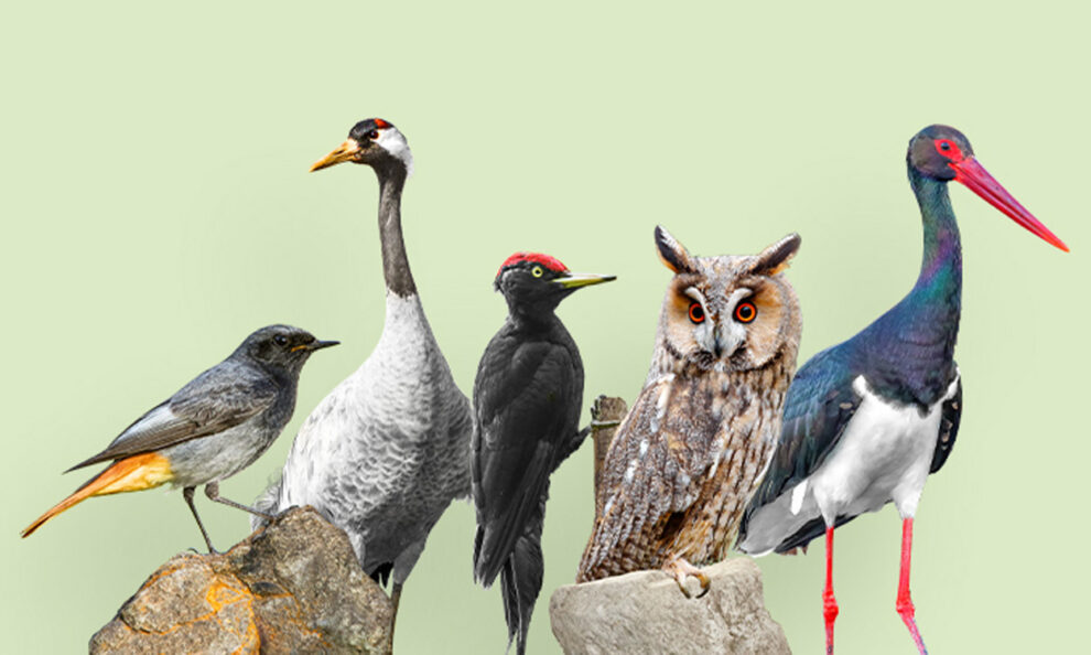 Collage der fünf Vogelarten, die zur Wahl zum „Vogel des Jahres“ 2025 stehen