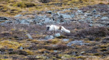 Polarfuchs auf der norwegischen Insel Spitzbergen