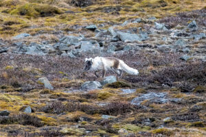 Polarfuchs auf der norwegischen Insel Spitzbergen