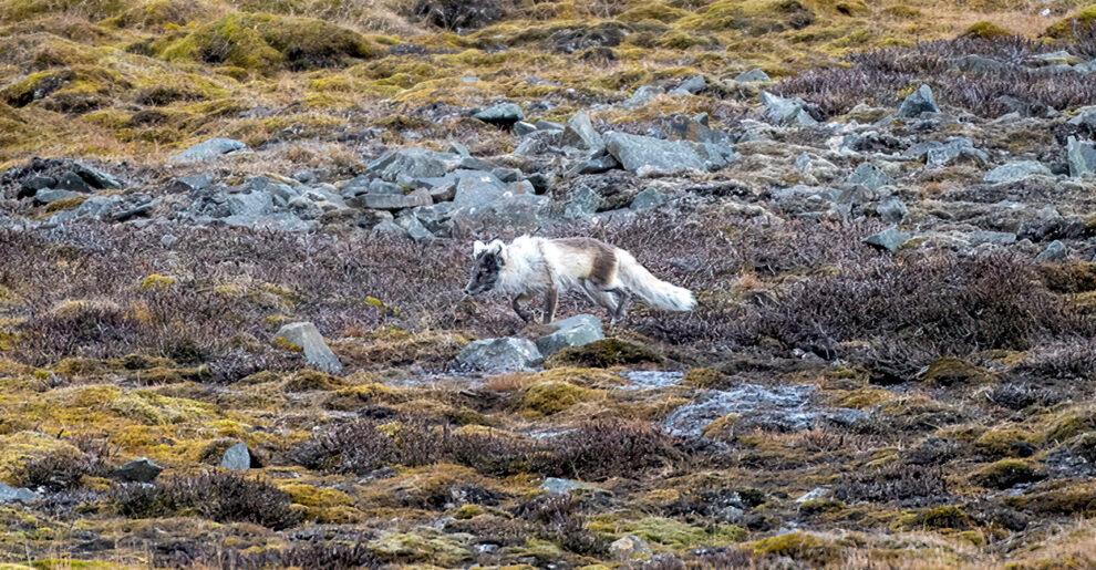 Polarfuchs auf der norwegischen Insel Spitzbergen