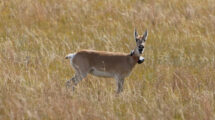 mongolische Gazelle mit GPS-Sender am Hals