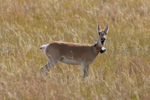 mongolische Gazelle mit GPS-Sender am Hals