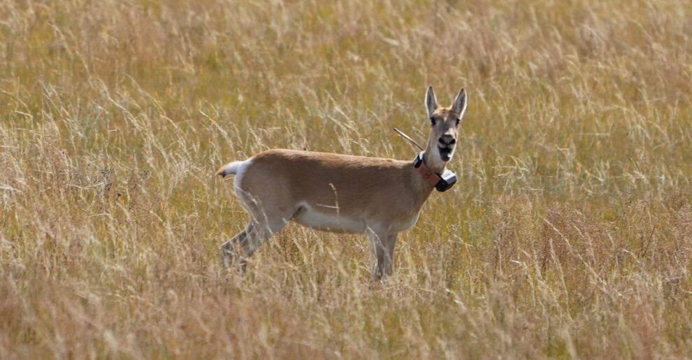 mongolische Gazelle mit GPS-Sender am Hals