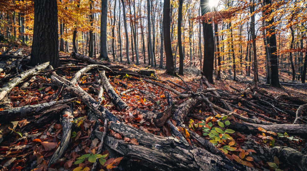 Abgestorbene Baumstämme auf einem Waldboden