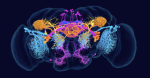 farbig markierte Neuronen im Gehirn der Fruchtfliege, anhand der chemischen Botenstoffe