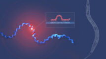 Illustration der Entdeckung der microRNAs in Fadenwürmern