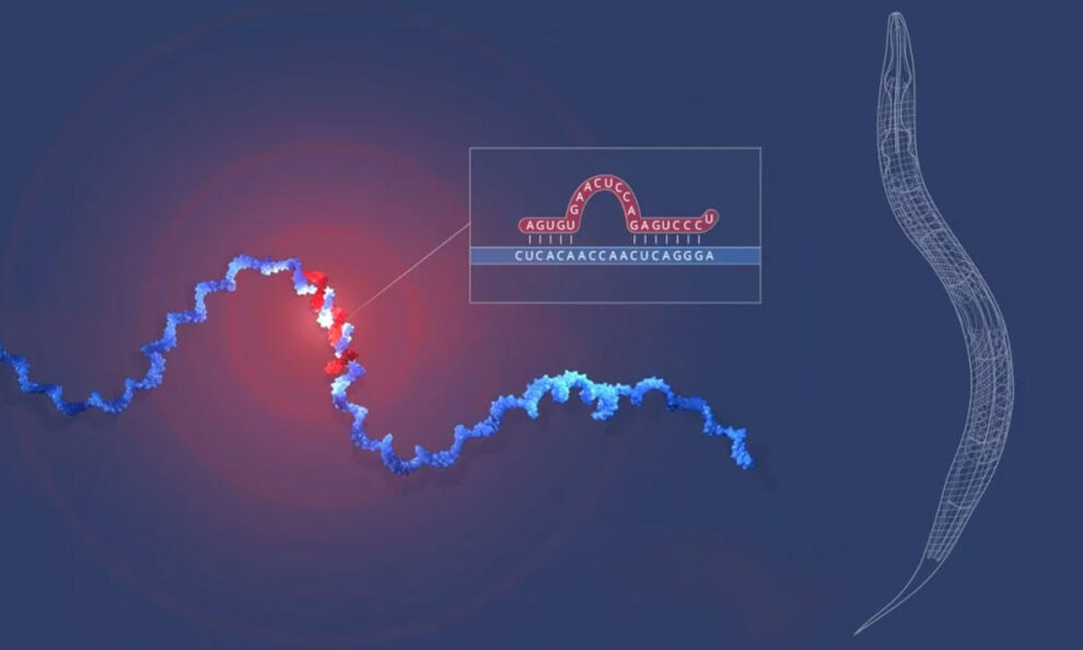 Illustration der Entdeckung der microRNAs in Fadenwürmern