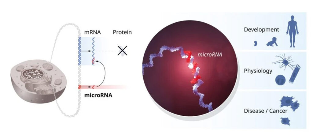 Illustration der Funktionsweise von microRNAs