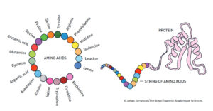 Illustration: Die 20 Aminosäuren und ihre mögliche Anordnung