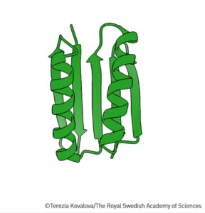 Illustration von Top7, dem ersten Fantasie-Protein, das mithilfe eines Computermodells designt und hergestellt wurde