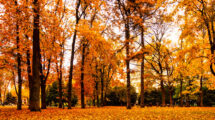 Bäume mit Herbstlaub in einem Stadtwald