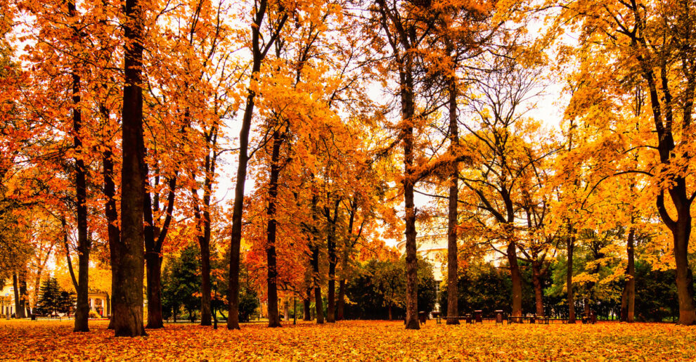 Bäume mit Herbstlaub in einem Stadtwald