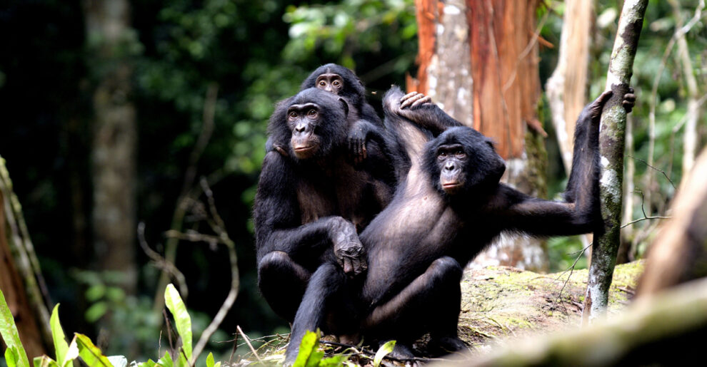 Endangered bonobos in Congo belong to three populations