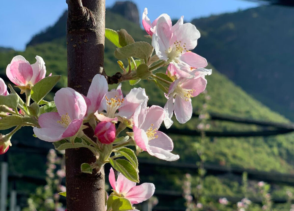 Nahaufnahme von Apfelblüten