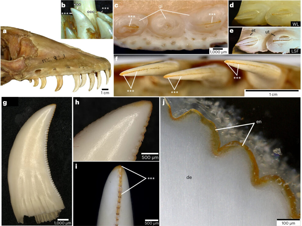 Iron-coated “dragon teeth” in sight