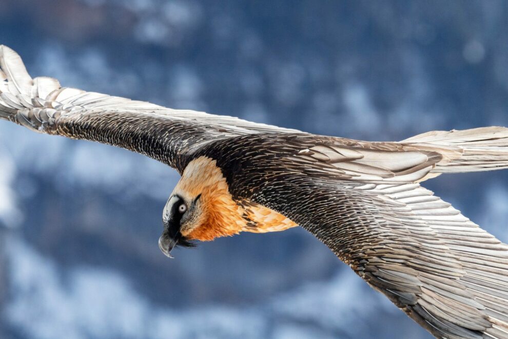 Wild bearded vultures are gripped by wanderlust